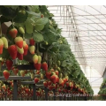 Sistemas de cultivo de fresas de invernadero agrícola